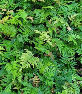 Dryopteris koidzumiana 
